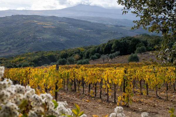 Färgglad Höstdag Vingårdar Nära Vinframställning Stad Montalcino Toscana Rader Druvväxter — Stockfoto