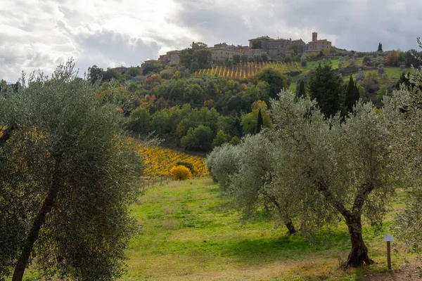 Séta Dombok Közelében Abbazia Sant Antimo Montalcino Toszkána Olaszország Toszkánai — Stock Fotó