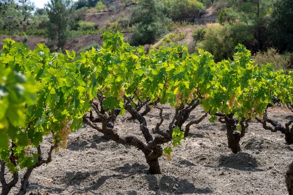 Industria Vitivinícola Isla Chipre Racimos Uvas Blancas Maduras Colgando Viñedos — Foto de Stock