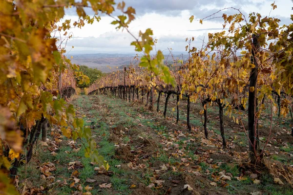 Farbenfroher Herbsttag Auf Weinbergen Der Nähe Der Weinbaustadt Montalcino Toskana — Stockfoto