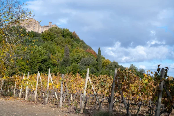 Bagno Vignoni Otoño Viñedos Val Orcia Toscana Hileras Plantas Uva — Foto de Stock