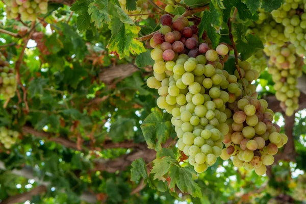 Des Grappes Raisin Table Blanc Rose Sans Pépins Sucrés Mûrissent — Photo