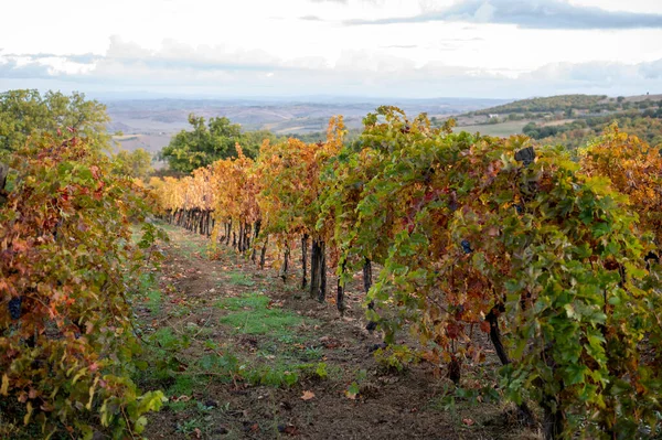 Farbenfroher Herbsttag Auf Weinbergen Der Nähe Der Weinbaustadt Montalcino Toskana — Stockfoto