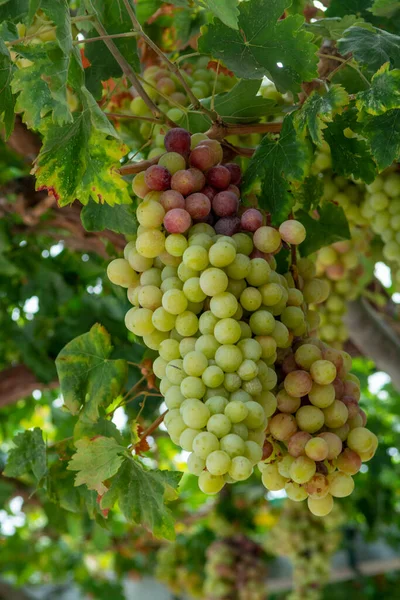 Grona Biało Różowych Winogron Stołowych Bez Nasion Dojrzewających Winnicach Cypru — Zdjęcie stockowe