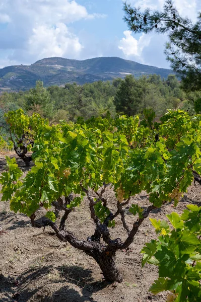 Indústria Vitivinícola Ilha Chipre Cachos Uvas Brancas Maduras Penduradas Vinhas — Fotografia de Stock