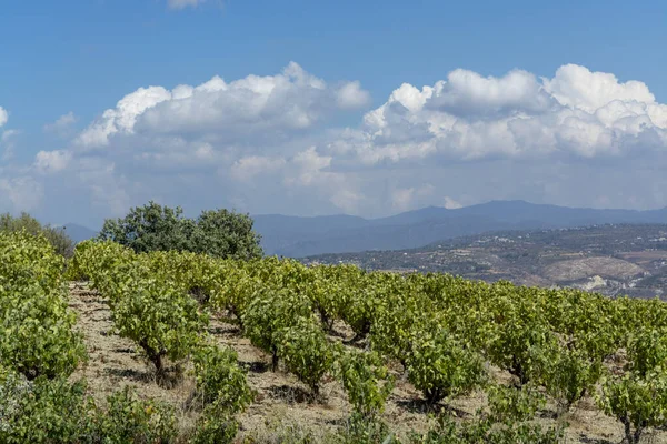 Industria Vitivinícola Isla Chipre Vista Viñedos Chipriotas Con Plantas Uva — Foto de Stock
