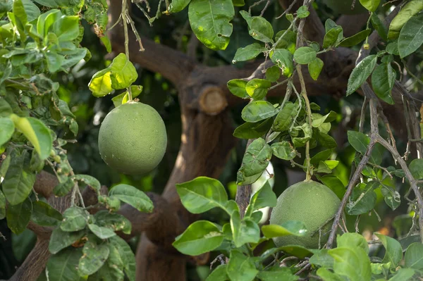 Grote Ronde Pomelo Tropische Citrusvruchten Hangend Aan Bomen Pomelo Plantages — Stockfoto