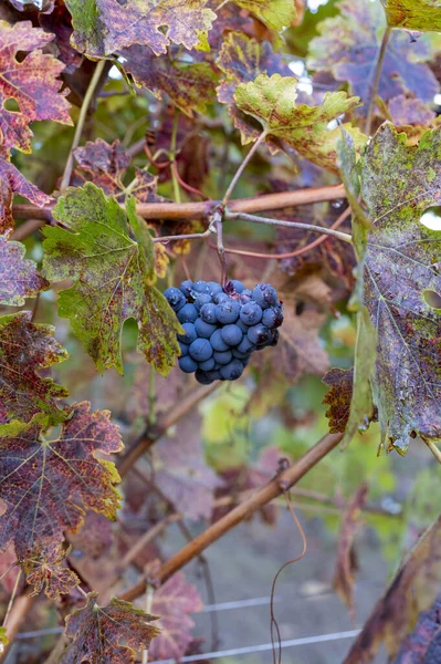 Kolorowa Jesień Winnicach Pobliżu Miasta Winiarskiego Montalcino Toskania Dojrzałe Winogrona — Zdjęcie stockowe