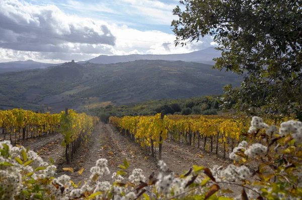 Colorata Giornata Autunnale Sui Vigneti Vicino Montalcino Toscana Filari Piante — Foto Stock