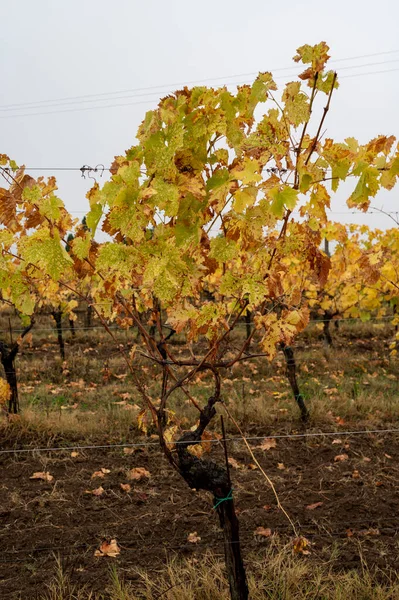 Regenachtige Herfstdag Wijngaarden Bij Orvieto Umbrië Rijen Druivenplanten Oogst Italië — Stockfoto