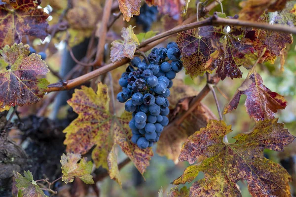 Farbenfroher Herbst Auf Weinbergen Der Nähe Der Weinbaustadt Montalcino Toskana — Stockfoto