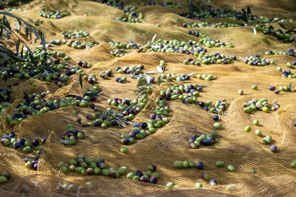 Сбор Урожая Спелых Черных Зеленых Оливок Фермерских Плантациях Осенью Юге — стоковое фото