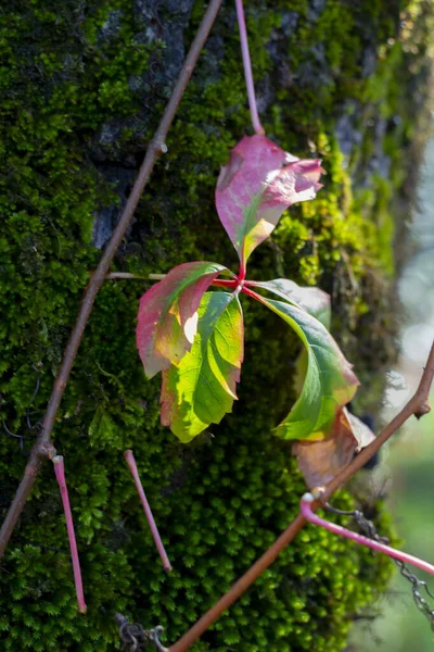 Grünes Moos Auf Alten Bäumen Und Rotes Laub Sonniger Tag — Stockfoto