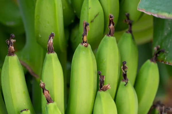 キプロスのパフォスの近くに緑のバナナトロピカルフルーツのクラスタを持つバナナの木のプランテーション — ストック写真