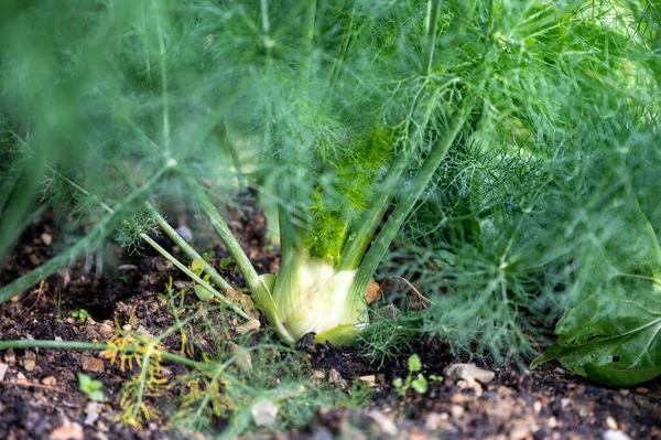 Органічні Овочі Гризун Білі Цибулини Фенхелю Ростуть Відкритому Грунті — стокове фото