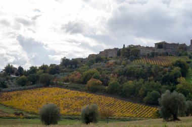 Walking on hills near Castelnuovo dell'Abate, Montalcino, Tuscany, Italy. Tuscan landscape with cypress trees, vineyards, forests and olive trees in cloudy autumn.