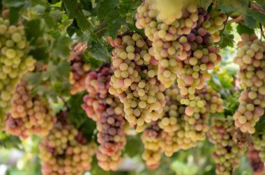 Kıbrıs üzümlerinde olgunlaşan beyaz-pembe çekirdeksiz üzüm demetleri, doğa arka planı