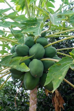 Ağaçta asılı tropik yeşil papaya meyveleri