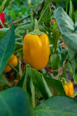 Organik kırmızı, sarı ve yeşil dolmalık biberler serada.