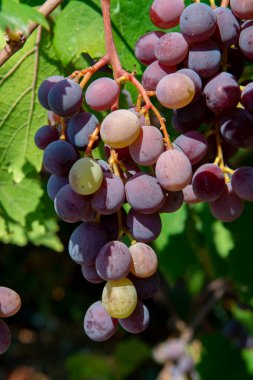 Kıbrıs üzümlerinde olgunlaşan beyaz-pembe çekirdeksiz üzüm demetleri, doğa arka planı