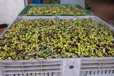 Küçük dağ köyü Lenola, Lazio, İtalya 'daki organik zeytinyağı üretimi sürecinde organik zeytinyağı çiftliğinin soğuğu ve çıkarılması için kutularda taze siyah ve yeşil zeytinler.