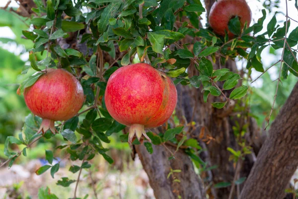 Czerwone Dojrzałe Organiczne Owoce Granatowe Punica Granatum Wiszące Drzewie Gotowe — Zdjęcie stockowe