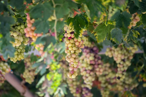 Des Grappes Raisin Table Blanc Rose Sans Pépins Sucrés Mûrissent — Photo