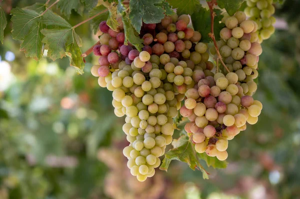 Hromady Bílo Růžových Sladkých Stolních Hroznů Bez Semen Dozrávajících Vinicích — Stock fotografie