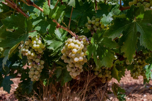 Виноробство Острові Кіпр Грона Достиглих Білих Виноградів Висять Виноградниках Кіпру — стокове фото