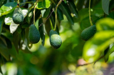 Avokado ağaçlarında asılı yeşil olgun organik avokado meyveleri.