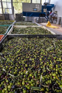 Küçük dağ köyü Lenola, Lazio, İtalya 'daki organik zeytinyağı üretimi sürecinde organik zeytinyağı çiftliğinin soğuğu ve çıkarılması için kutularda taze siyah ve yeşil zeytinler.