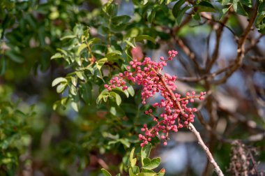 Genç olgunlaşmamış fıstıklar Kıbrıs 'taki şam fıstığı fidanlığında yetişiyor.