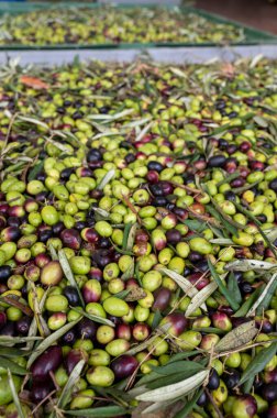 Küçük dağ köyü Lenola, Lazio, İtalya 'daki organik zeytinyağı üretimi sürecinde organik zeytinyağı çiftliğinin soğuğu ve çıkarılması için kutularda taze siyah ve yeşil zeytinler.