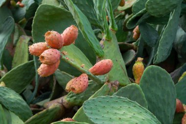 Olgun, sulu, yenilebilir meyve armutları hasat etmeye hazır.
