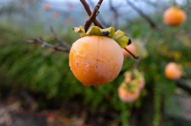 Sonbaharda ağaçta sallanan olgun portakal meyvesi.