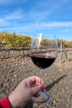 Montepulciano, Toskana, İtalya 'da sonbaharda arka planda tipik tepe üzüm bağları ve selvi ağacı olan kırmızı sangiovese şarabı tatmak