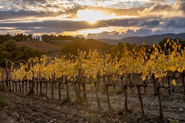 Kleurrijke Herfstdag Wijngaarden Buurt Van Wijnstad Montalcino Toscane Rijen Druivenplanten — Stockfoto