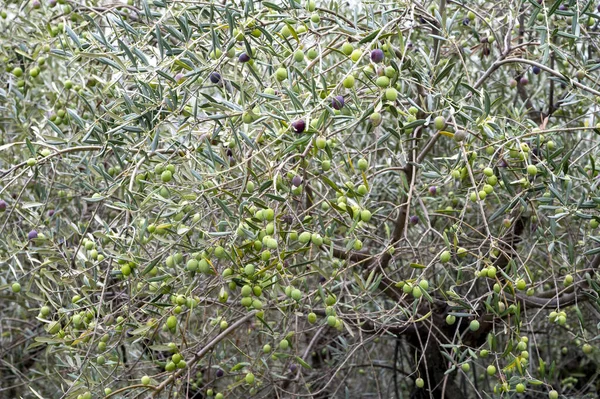 Gaj Oliwny Wzgórzach Pobliżu Lenoli Jesienią Zbiory Dojrzałych Zielonych Oliwek — Zdjęcie stockowe