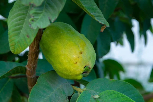 Maturare Verde Rosa Dall Interno Frutti Aromatici Della Pianta Guava — Foto Stock