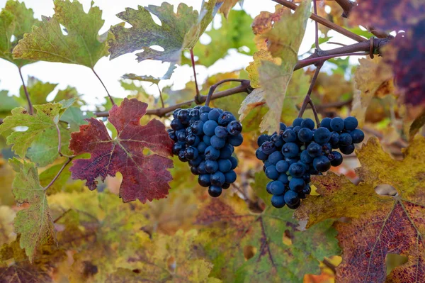 Colorful autumn on vineyards near wine making town Montalcino, Tuscany, ripe blue sangiovese grapes hanging on plants after harvest, Italy, close up