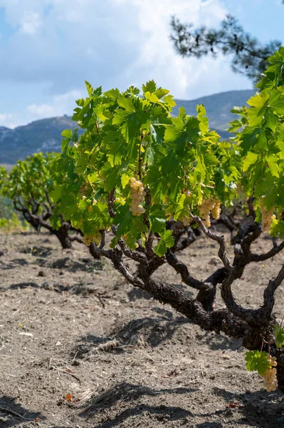 Wine industry on Cyprus island, bunches of ripe white grapes hanging on Cypriot vineyards located on south slopes of Troodos mountain range, ready to harvest