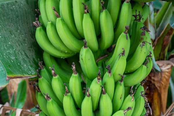 キプロスのパフォスの近くに緑のバナナトロピカルフルーツのクラスタを持つバナナの木のプランテーション — ストック写真