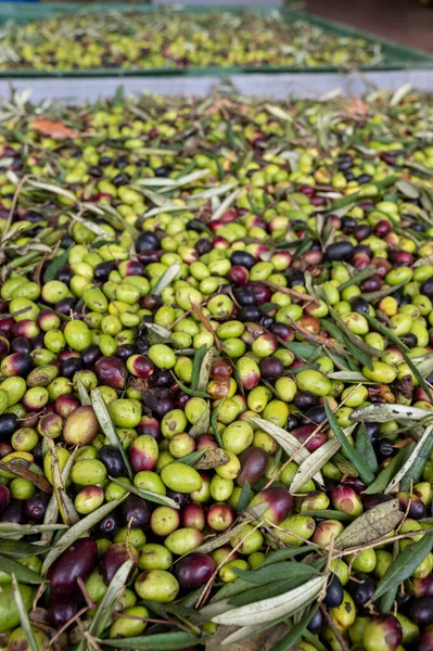 Küçük dağ köyü Lenola, Lazio, İtalya 'daki organik zeytinyağı üretimi sürecinde organik zeytinyağı çiftliğinin soğuğu ve çıkarılması için kutularda taze siyah ve yeşil zeytinler.