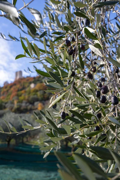 Sklizeň Zralých Zelených Ekologických Oliv Farmářské Plantáži Blízkosti Castiglione Orcia — Stock fotografie