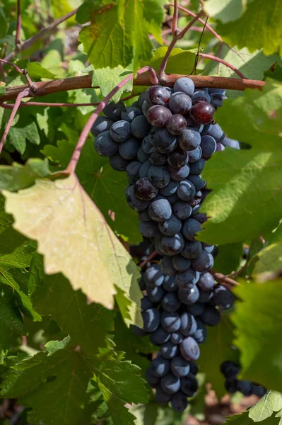 Wine industry on Cyprus island, bunches of ripe black grapes hanging on Cypriot vineyards located on south slopes of Troodos mountain range, ready to harvest