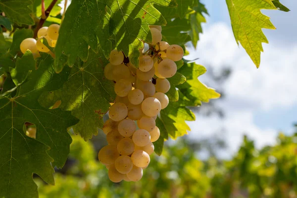キプロス島のワイン産業 トロドス山脈の南斜面に位置するキプロス地方のブドウ畑にぶら下がっている熟した白ブドウの束 収穫する準備ができて — ストック写真