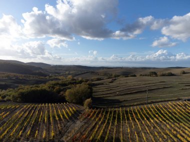 Val d 'Orcia tepelerinde hava manzarası, şarap yakınındaki üzüm bağlarında renkli sonbahar şehri Montalcino, Toskana, hasattan sonra sıra sıra üzüm bitkileri, İtalya