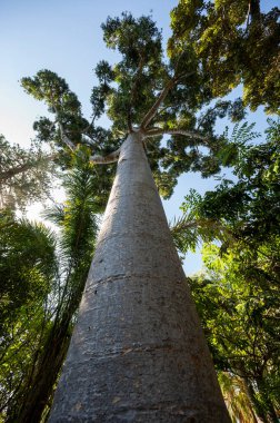 Amboyna çamı olarak da bilinen dammar çam ağacının dallarına bakıyorum, agathis dammara, mavi gökyüzü