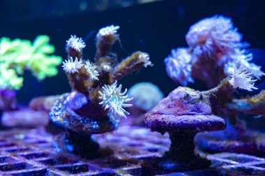 Su altındaki mercan tarlalarında farklı mercanların yetiştirilmesi, büyüyen mercanlar.