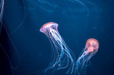 Chrysaora achlyos colorata veya mor çizgili denizanası Kaliforniya kıyılarında yaşar.
